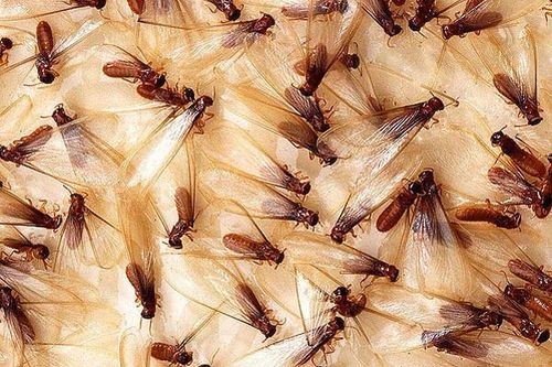 Flying Termites – Protecting Your Home From Alates