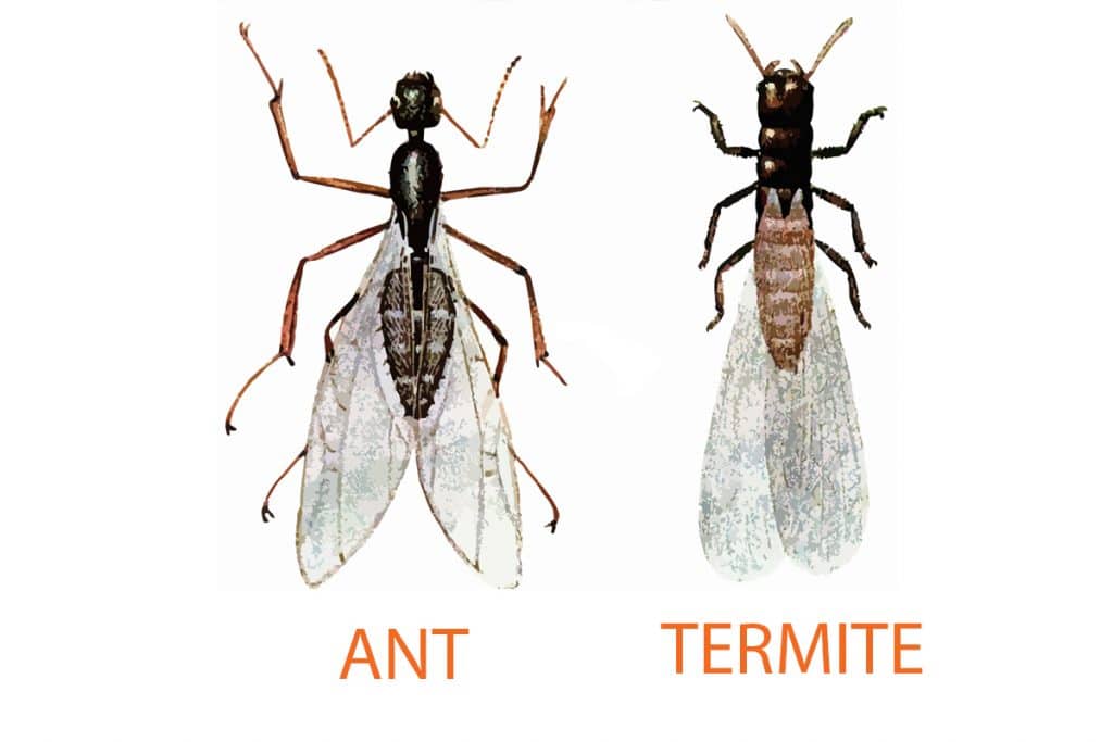 The Difference between Ants and Termites